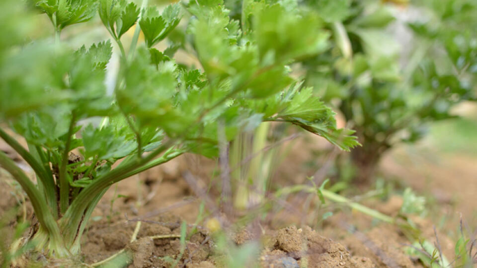 Zeler vyžaduje vlhkú pôdu, preto ho zavlažujte počas celého vegetačného obdobia dávkami 15 až 20 mm.
