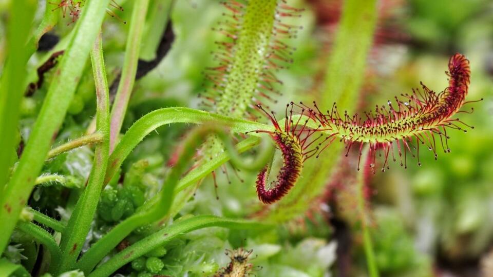 Rosička (Drosera capensis)
