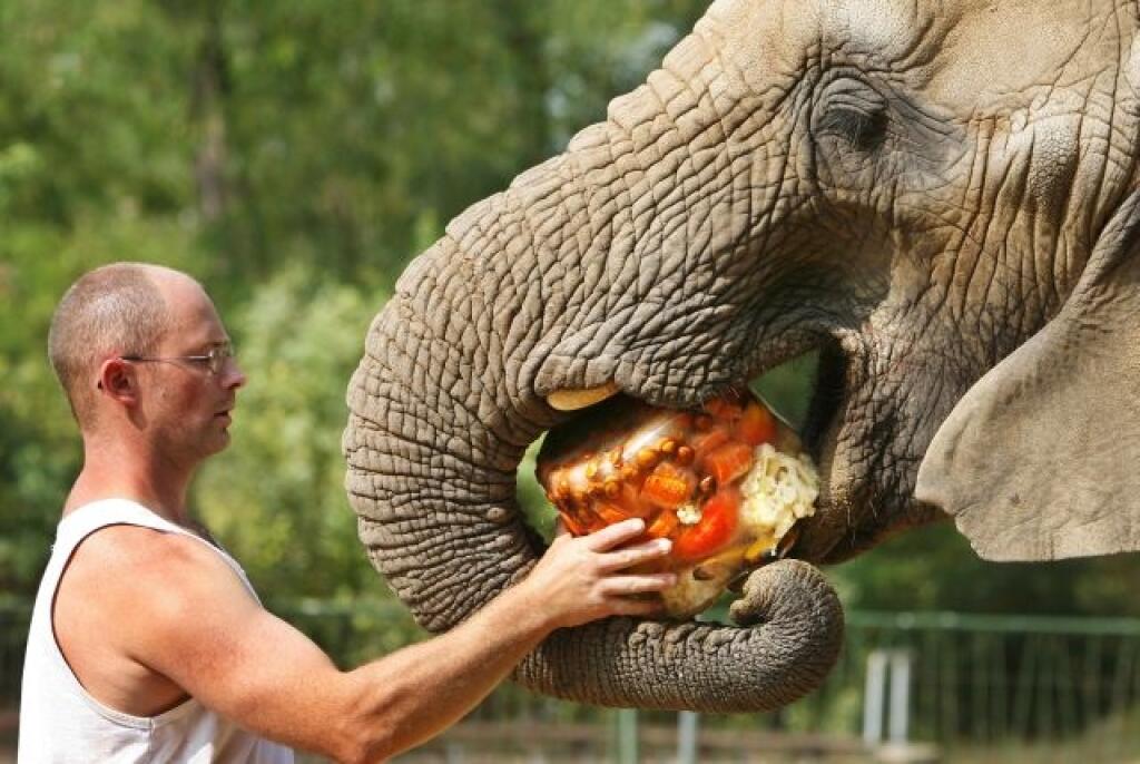 Elephant keeper Dirk Hebs feeds a big ice candy composed of fruit and vegetable for the ten years old African elephant Csami during heavy heat at the zoo in Erfurt, eastern Germany, Tuesday, July 25, 2006. The summer weather remains warm and dry in Germany with temperatures from 30 to 38 degrees centigrade. (AP Photo/Jens Meyer)