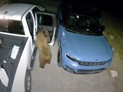 Medvede nemajú hranice. Pozrite, ako si dokážu otvoriť auto!