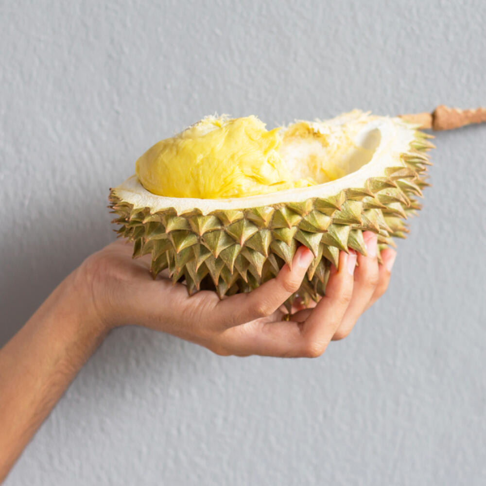 „Odvážiš sa ochutnať durian?“ Ak sa vás niekto takto vyzve ku konzumácii tohto ovocia, je to najmä preto, že toto mohutné ovocie z juhovýchodnej Ázie vonia ako špinavé ponožky, benzín alebo niečo podobné.