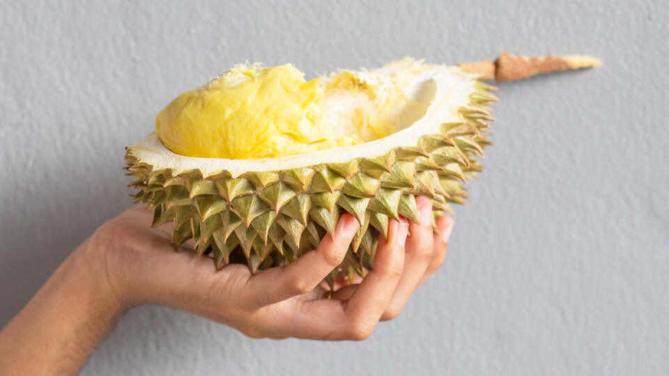 „Odvážiš sa ochutnať durian?“ Ak sa vás niekto takto vyzve ku konzumácii tohto ovocia, je to najmä preto, že toto mohutné ovocie z juhovýchodnej Ázie vonia ako špinavé ponožky, benzín alebo niečo podobné.