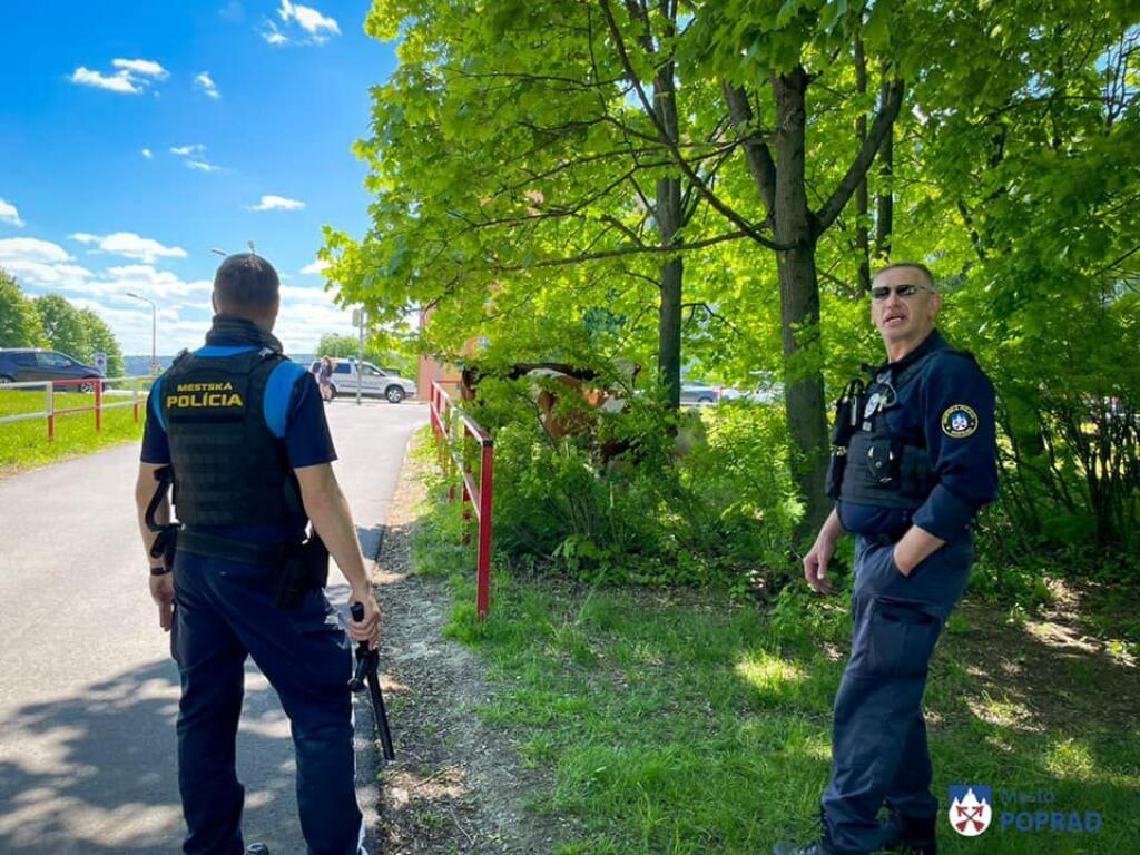 Kravy vyplašil medveď, behali v okolí popradskej Arény.