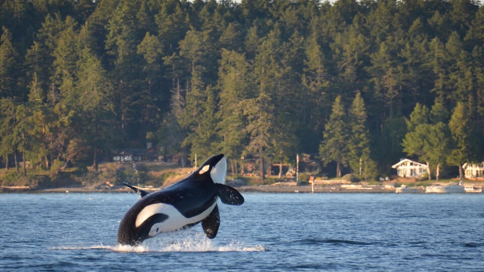 An,Endangered,Southern,Resident,Killer,Whale,,An,Icon,Of,The