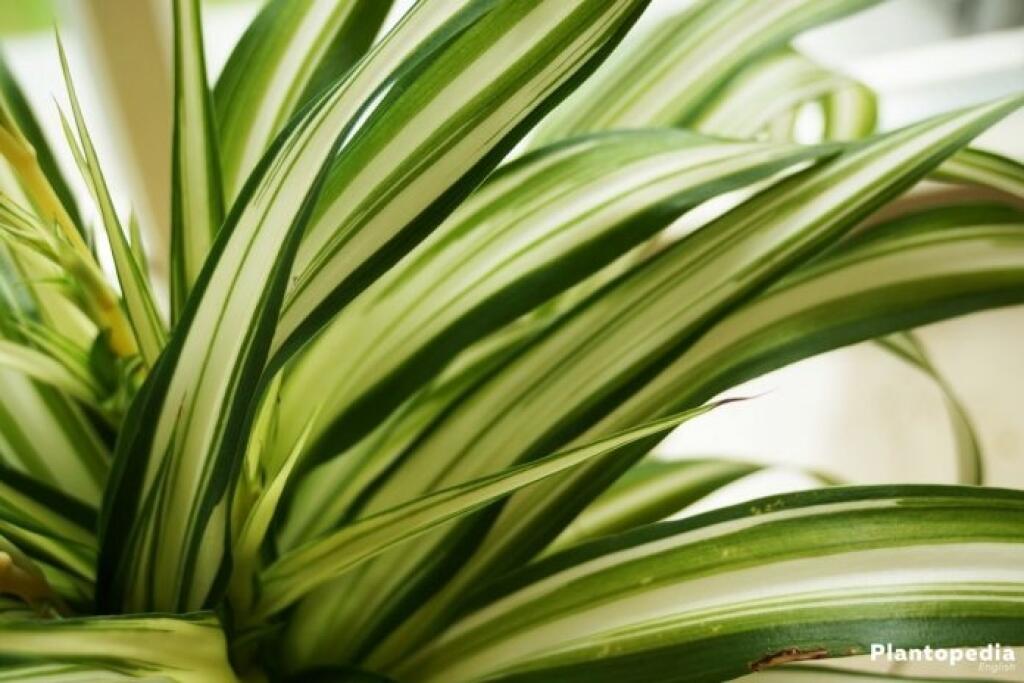 Zelenec (Chlorophytum comosum)