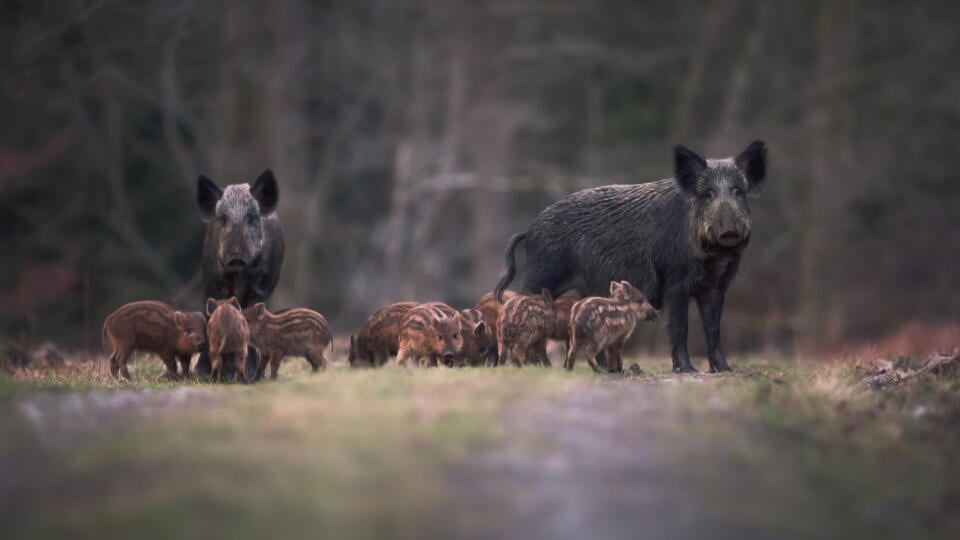 Diviaky sa objavili v Humennom.