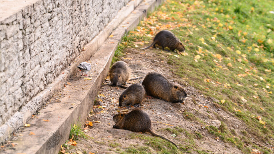 V centre Nitry sa premnožili nutrie. Pohybujú sa na brehu rieky Nitra, kde ich napriek zákazu ľudia prikrmujú.