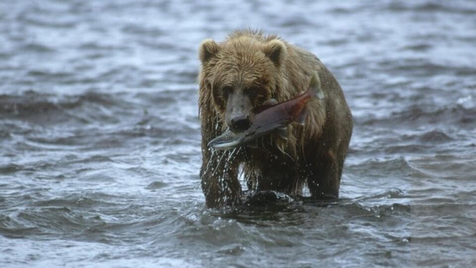 Medveď kodiak