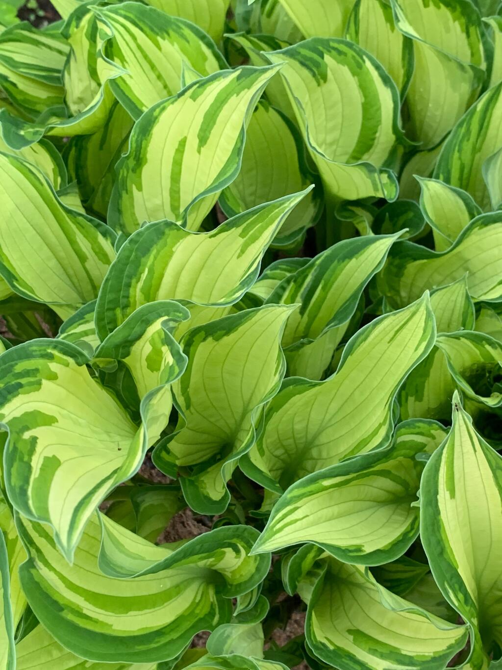 Hosta