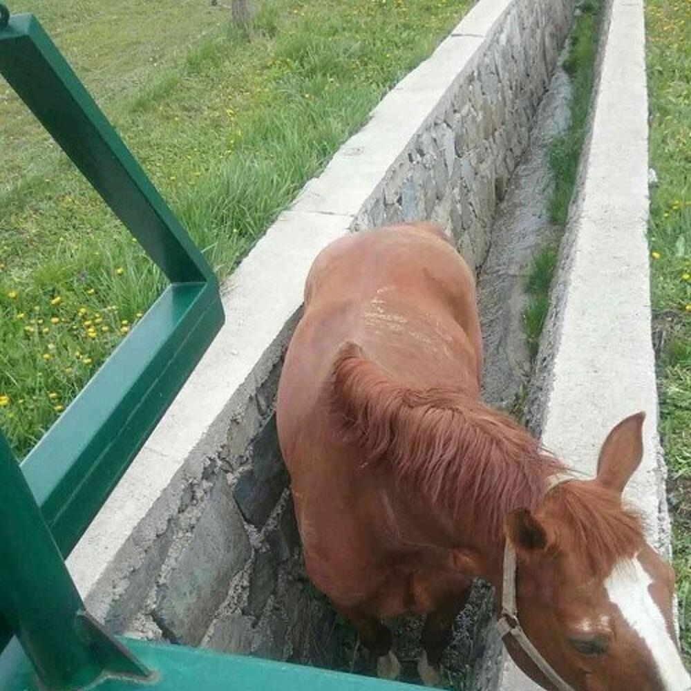Kôň utrpel poranenia zadnej končatiny