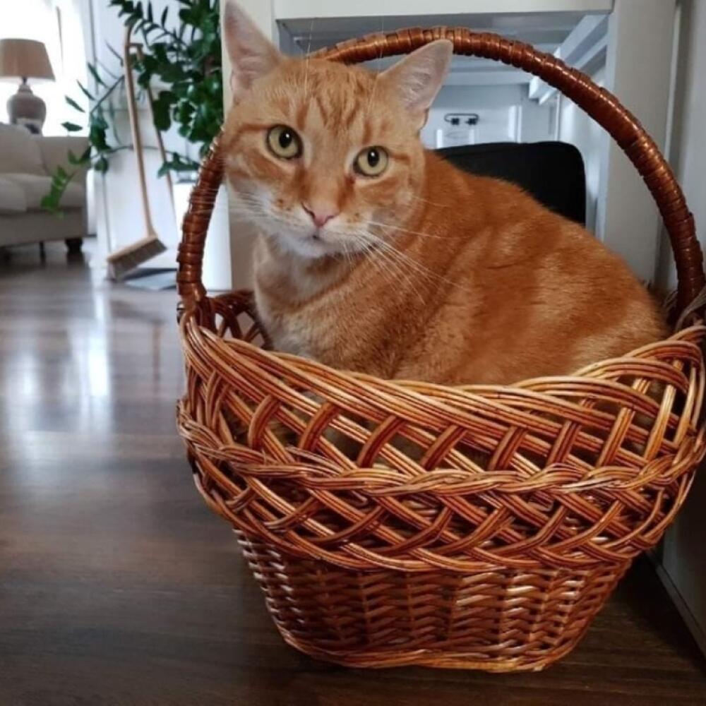 Mačka domáca patrí medzi šelmy.