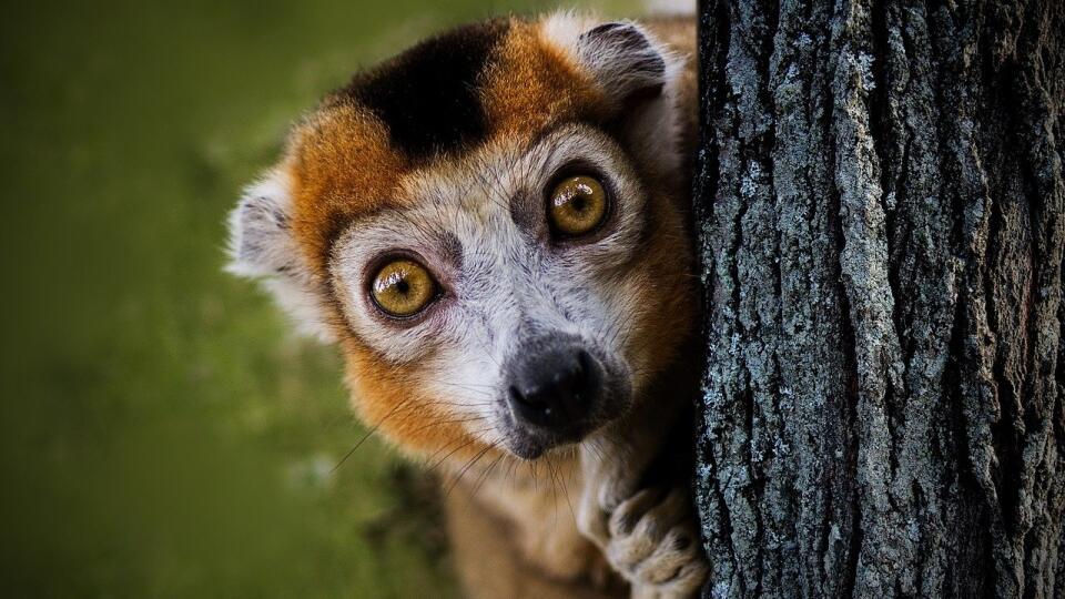 Lemur.