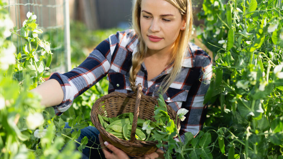 Smiling,Woman,Harvesting,Green,Beans,At,Smallholding,At,Sunny,Day