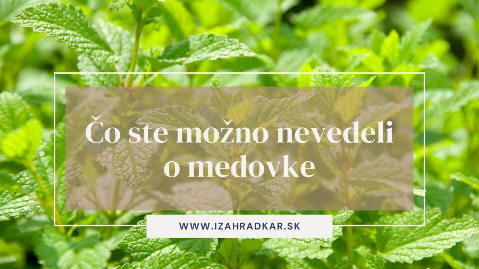 Medovka