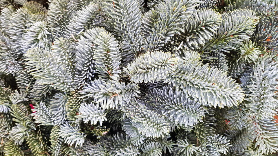 Jedľa vznešená (Abies nobilis)