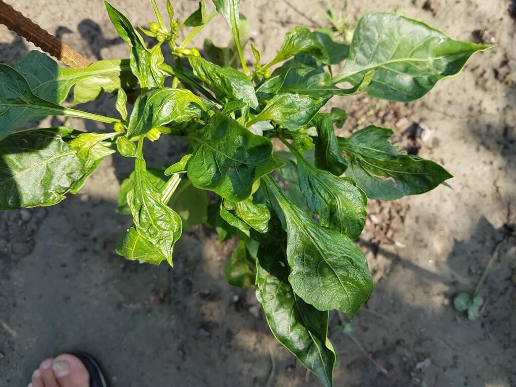 Paprika poškodená roztočom.