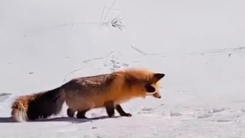 Pozrite si toto úsmevné video, alebo keď je líška naozaj šikovná!