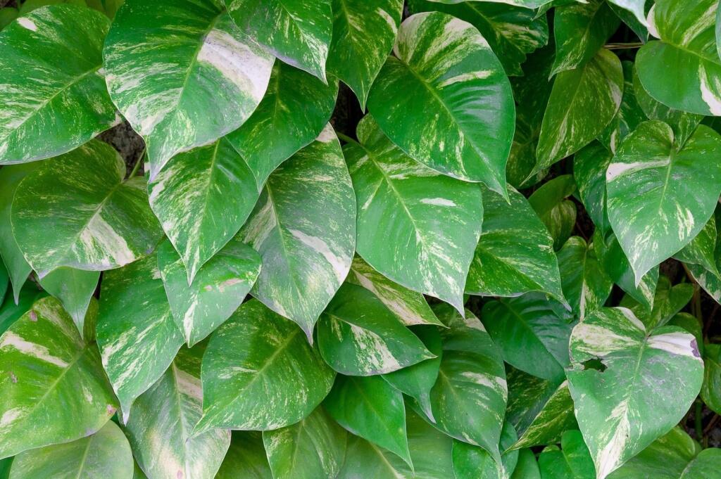 Potos (Pothos) je to liana, ktorá sa predáva omotaná na kokosovej tyči alebo v závesných košoch.