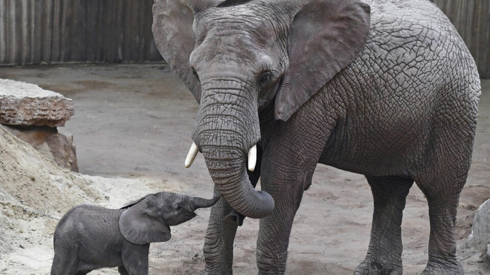 Na snímke mladá slonia samička Ayoka, ktorá prišla na svet začiatkom augusta v durínskom zooparku, stojí vedľa matky Csami v zoologickej záhrade v nemeckom Erfurte.