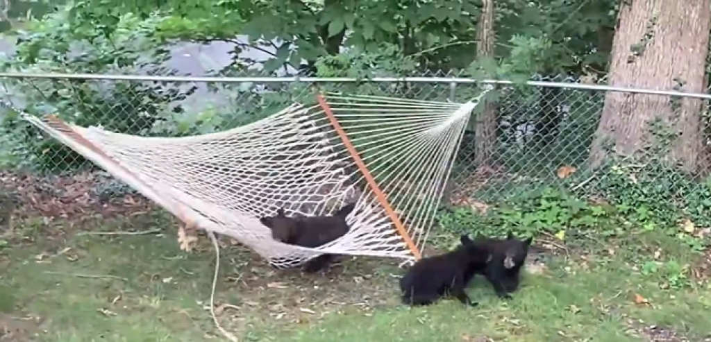 Malým medveďom čiernym sa na hojdacej sieti veľmi páčilo.