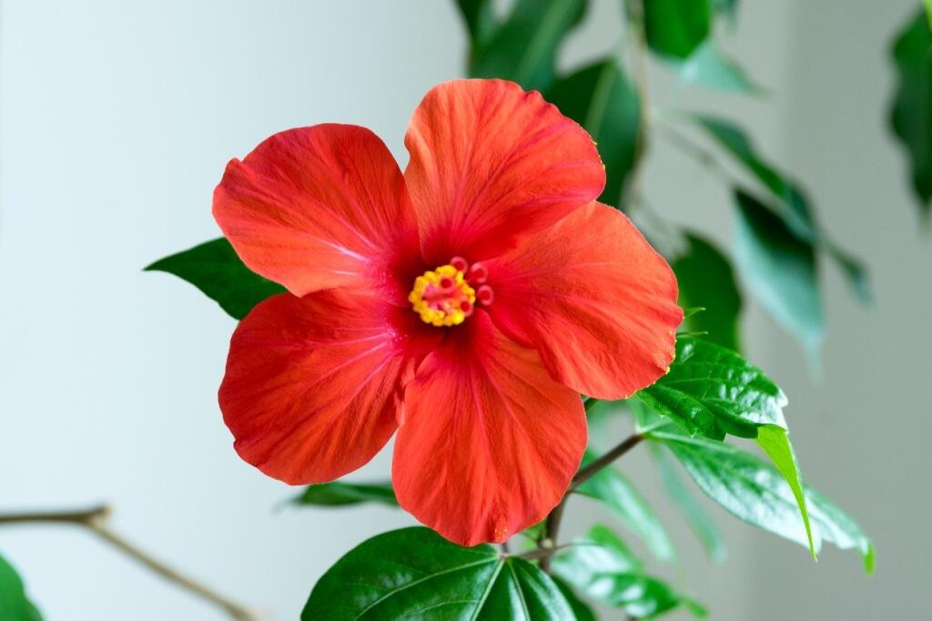 HIBISCUS ROSA-SINENSIS L. – ibiÅ¡ek, ÄÃnská růže, ibiÅ¡tek