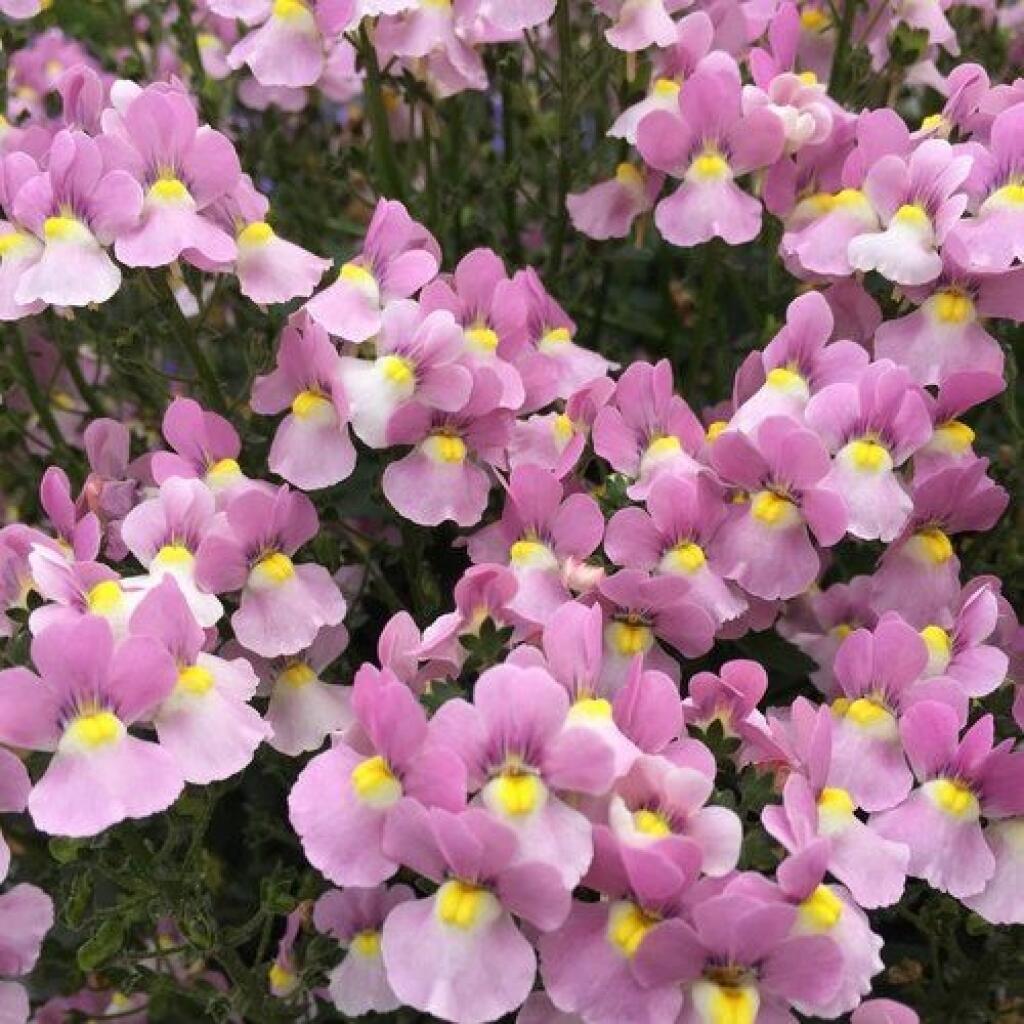 Nemezia odroda ‘Pink’