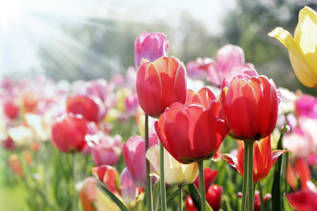 Tulipány mali v Holandsku kedysi cenu zlata.