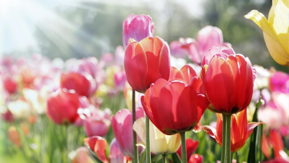 Tulipány patria medzi najobľúbenejšie cibuľoviny.