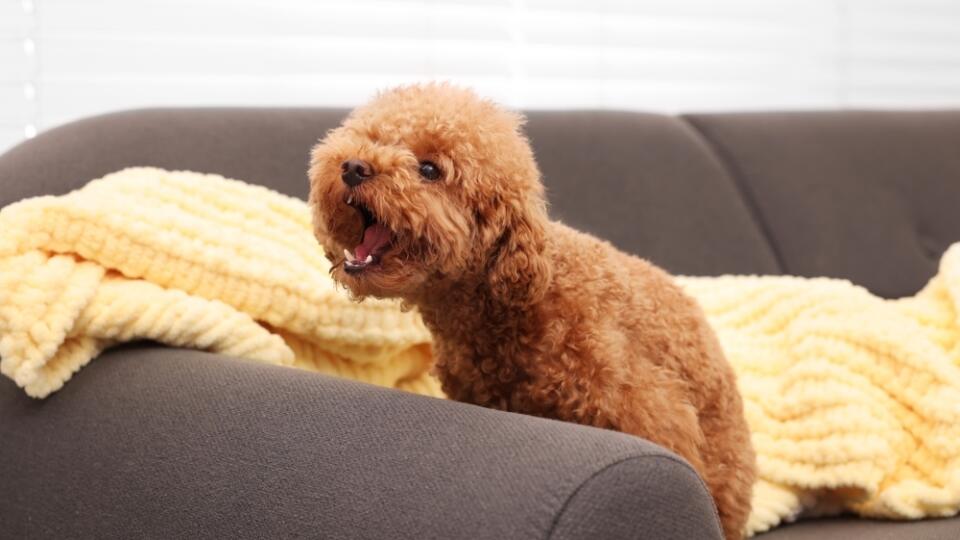 Cute,Maltipoo,Dog,With,Plaid,On,Sofa,Indoors.,Lovely,Pet