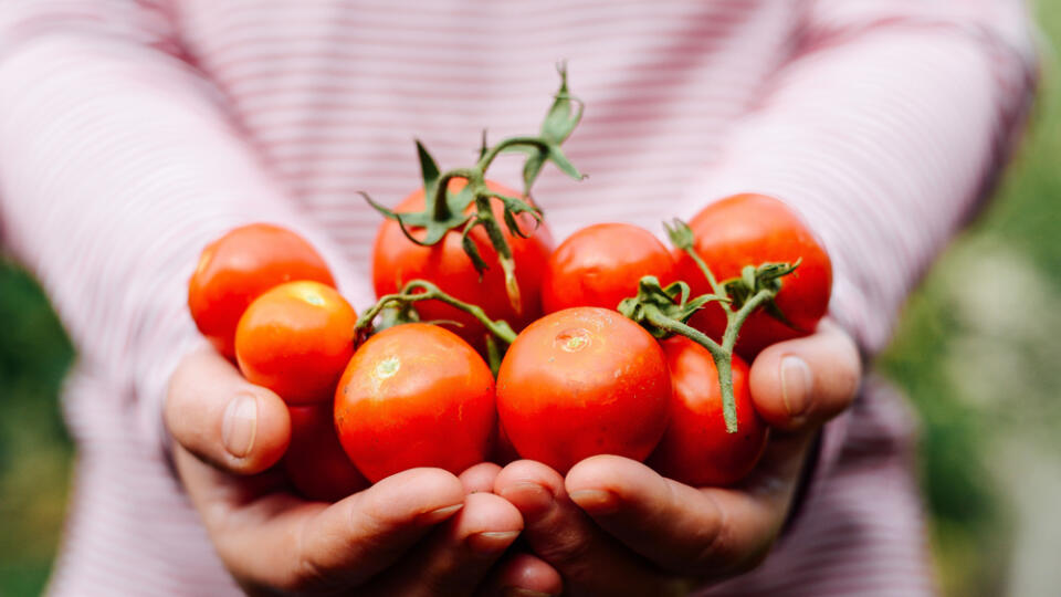 Táto červená vitamínová bomba chráni pred rakovinou, čistí krv a podporuje správne fungovanie pečene a obličiek. 