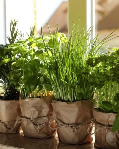 Na hrdlo, trávenie či zápal. SUPER bylinky pestujte na okne