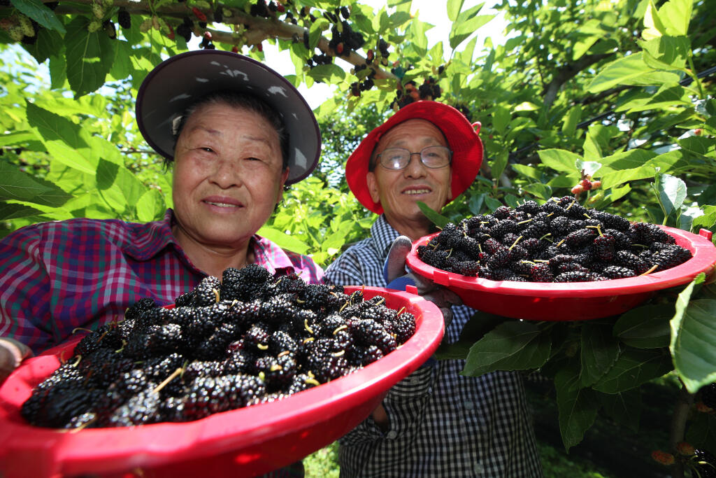 WA 16 Sančeong - Manželský pár zbiera úrodu moruše na farme v dedine Sančeong na juhovýchode Južnej Kórei 4. júna 2020. FOTO TASR/ Jonhap
Harvesting mulberries
Farmer Seong Han-gil (R) and his wife Kong Yun-soon pick mulberries at a farm in a village of Sancheong, South Gyeongsang Province, southeastern South Korea, on June 4, 2020, in this photo released by the Hamyang municipality. Koreans make juice and an alcoholic beverage with the fruit. (PHOTO NOT FOR SALE) (Yonhap)/2020-06-04 14:15:03