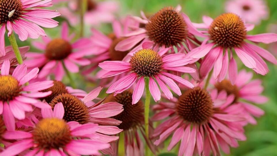 Echinacea purpurová