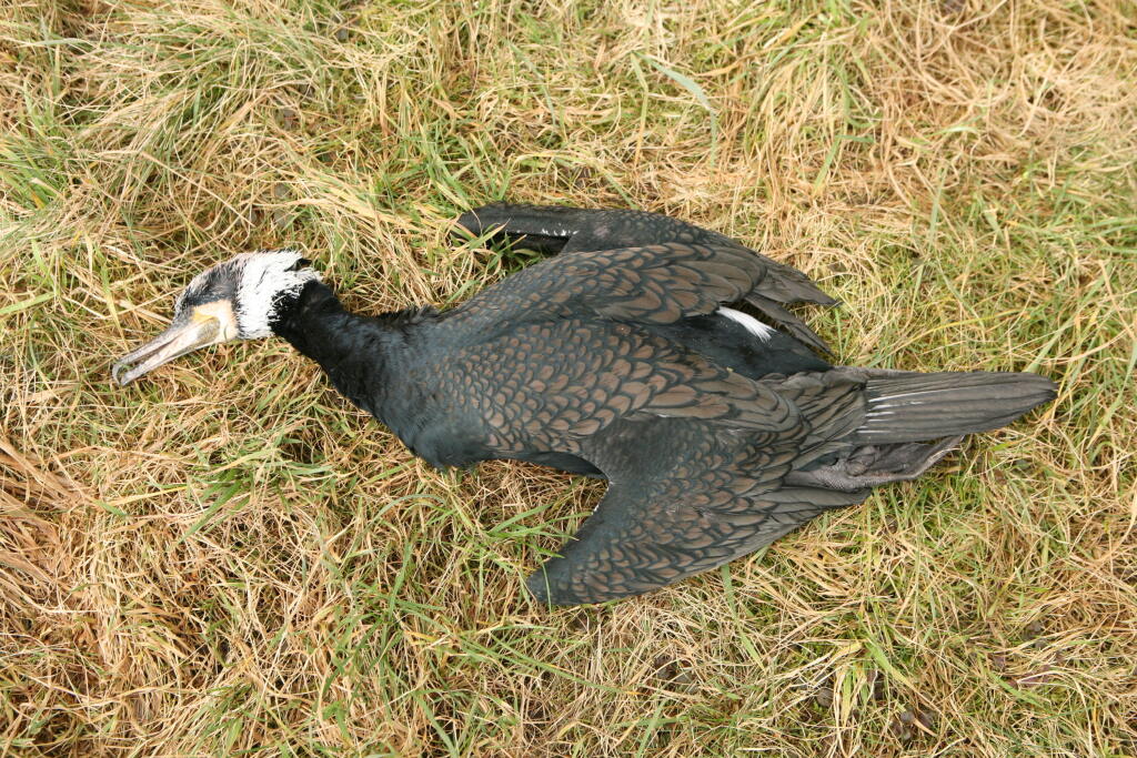 Ulovený kormorán