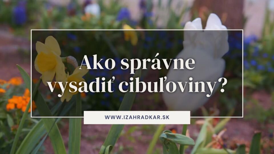 Ako správne vysadiť cibuľoviny?