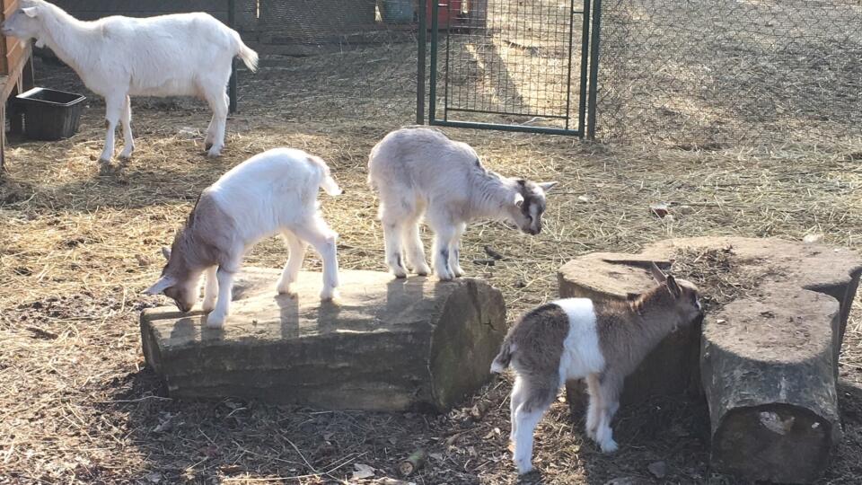 Capko a dve kozliatka sú miláčikmi mini zoo v Lučenci. Do 3. marca im môžete navrhnúť mená.