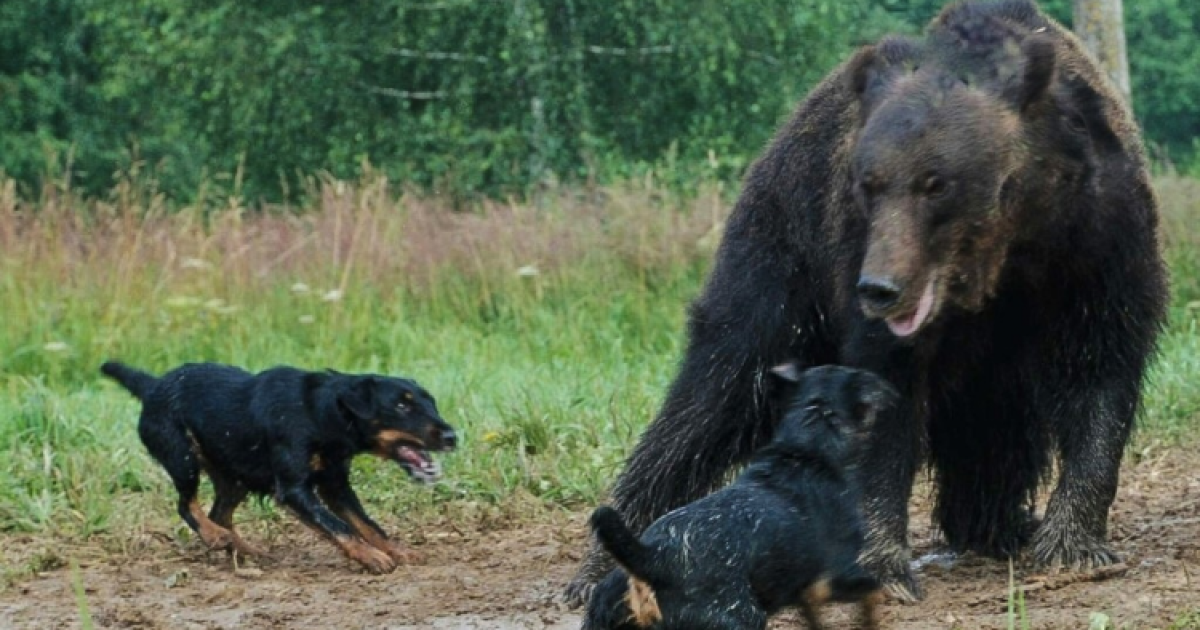 Jagdterrier können ohne Betäubung genäht werden