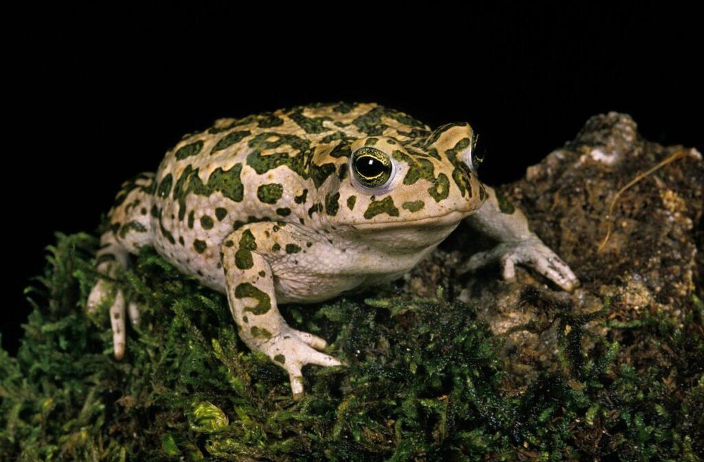 Ropucha
