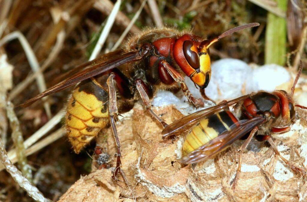 Všeobecne majú všetci zástupcovia blanokrídlovcov ako je osa, včela, čmeliak a sršeň vo svojich žihadlách jed. Tento jed však pre zdravého človeka nepredstavuje žiadne veľké nebezpečenstvo ranka nám trocha opuchne a opuch po pár dňoch prejde. Ohrozenú skupinu tvoria alergici, malé deti a starší a chorí ľudia. U alergikov hrozí anafilaktický šok. Môže prísť sčervenanie postihnutého miesta, opuch tváre, opuch ústnej sliznice, sťažené dýchanie, malátnosť, návaly horúčavy, búšenie srdca, hnačka, zv