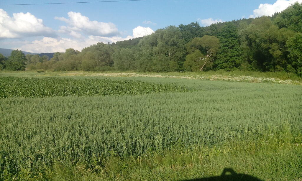 Dozreté rozčleňovacie pásy pred kosbou