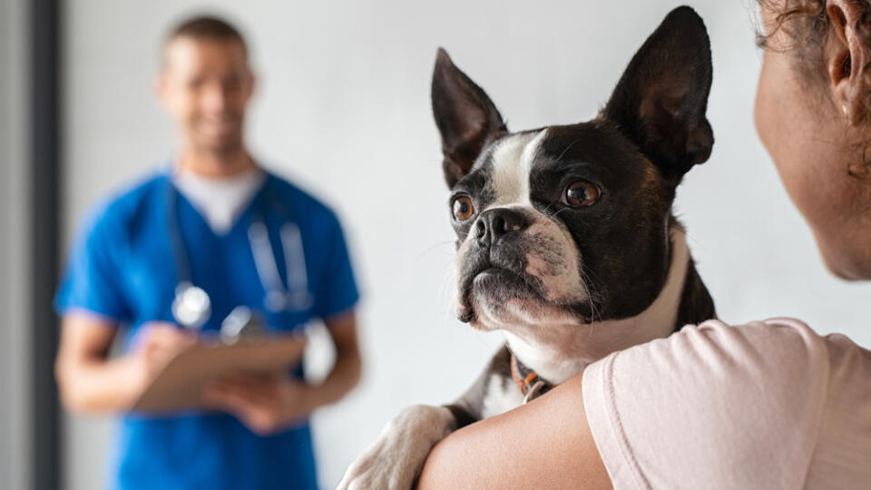 Closeup,Of,Cute,Boston,Terrier,Dog,At,Clinic,With,Owner.