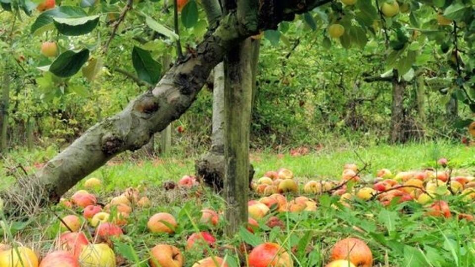 Plody napadnuté moniliózou neprehliadajte a všetky pozberajte. Sú totiž zdrojom ďalšej nákazy.