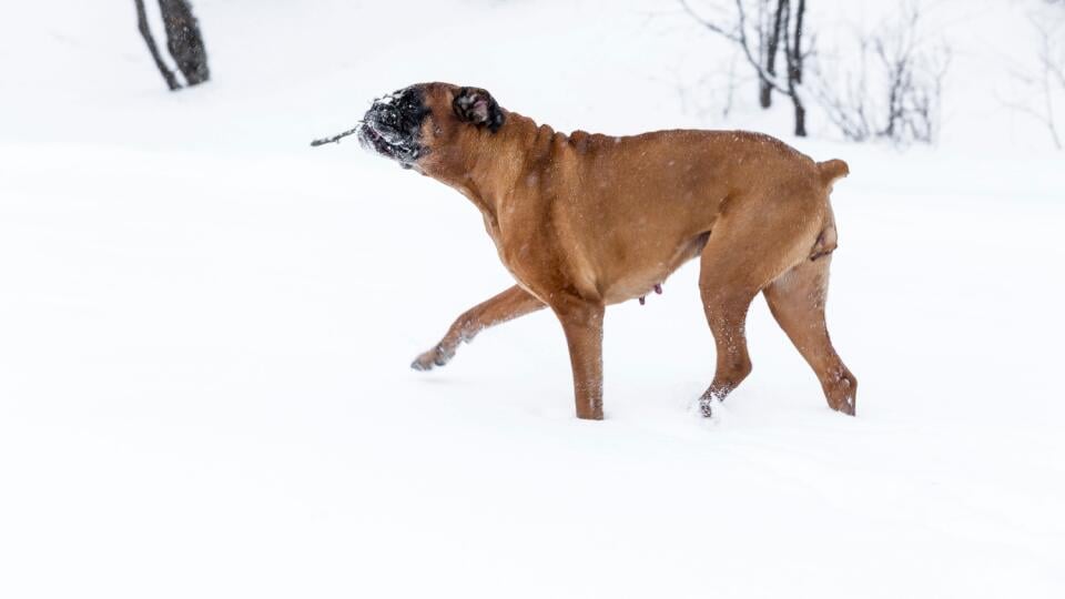 Dog,With,A,Stick,In,His,Teeth,In,A,Winter