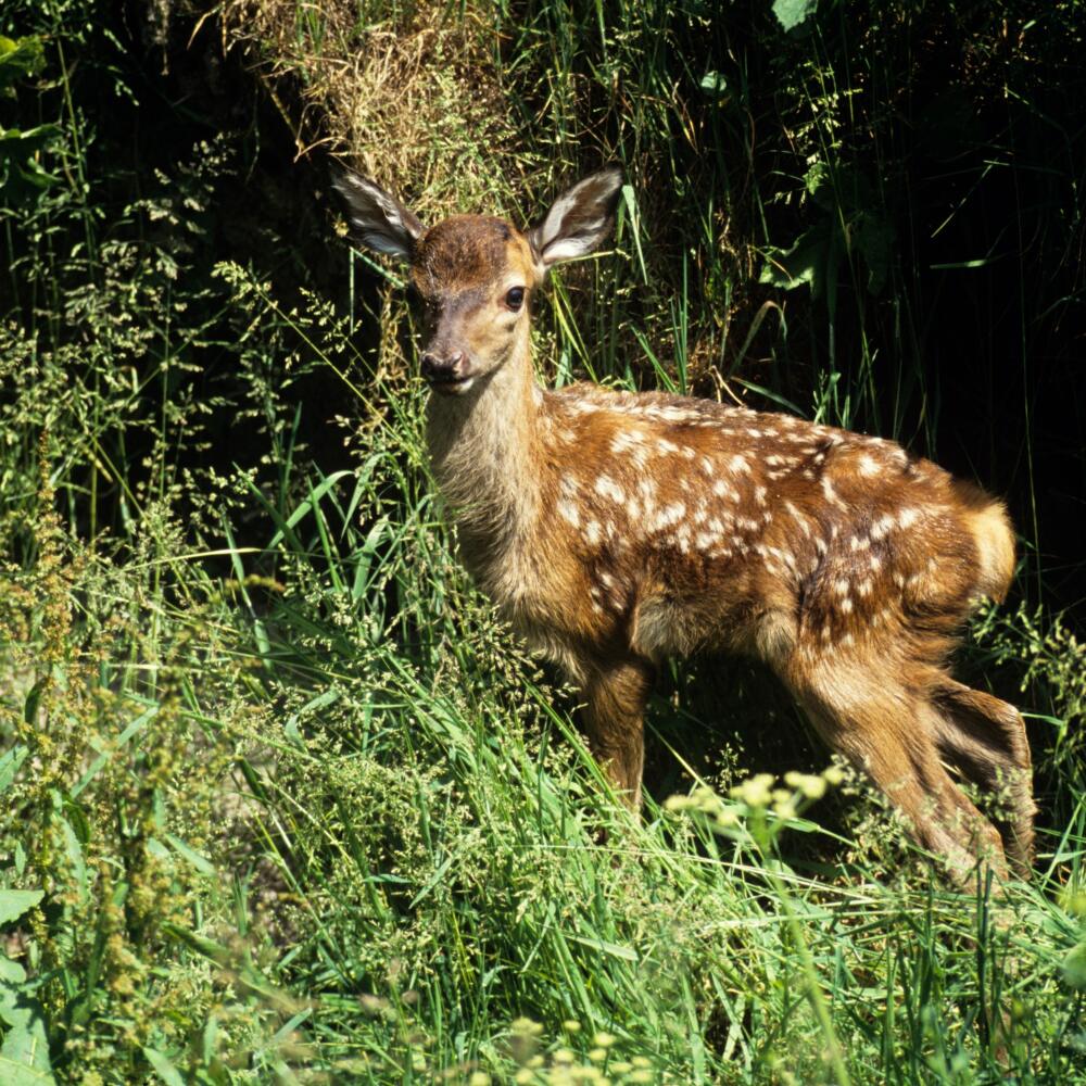jeleň