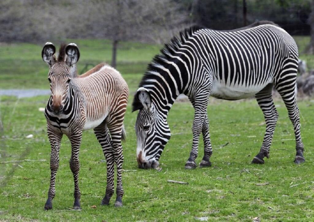 In this April 19, 2011 photo released by the Wildlife Conservation Society, young Grevy's zebra stays close to her mother at the African Plains exhibit at the Bronx Zoo in New York. Zebras are born with brown stripes that turn black as they mature. (AP Photo/WCS, Julie Larsen Maher)