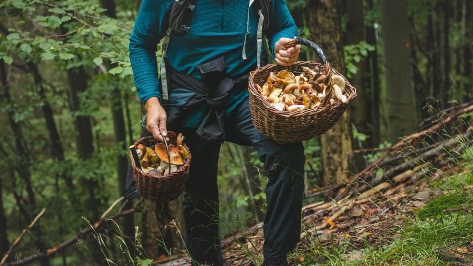 Nazbierané huby treba správne spracovať.