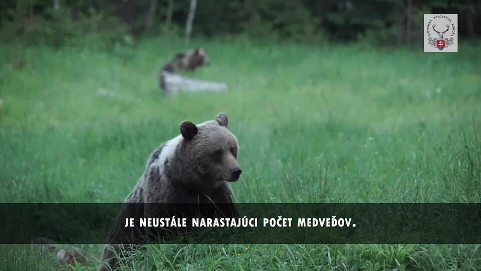 Medvedie zabíjanie smrtiacou injekciou nemá v Európe obdobu...
