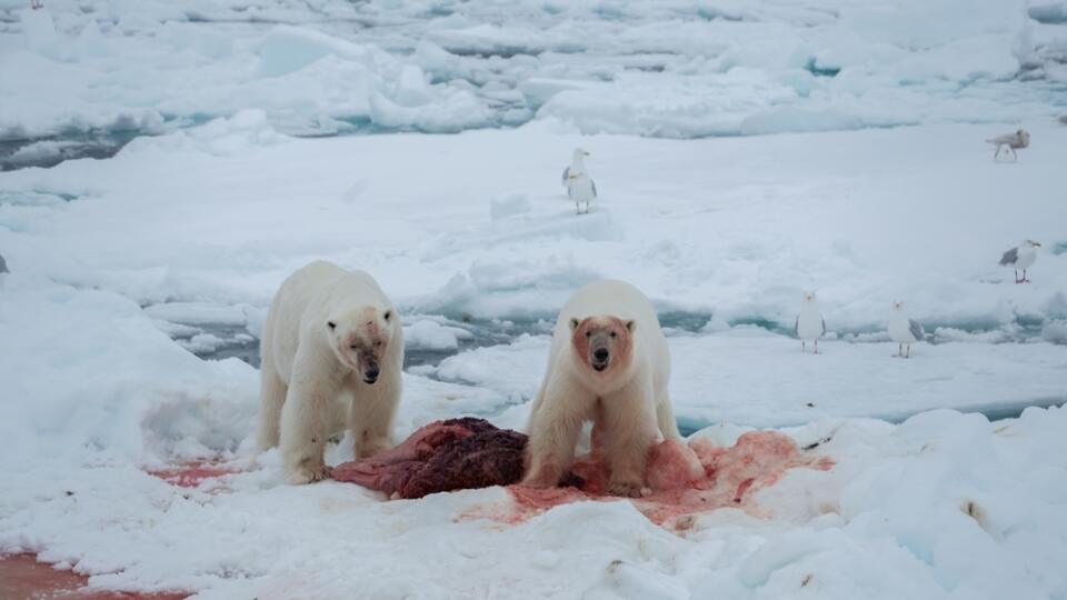 Polar Bear (Ursus maritimus) Spitsbergen North Ocean