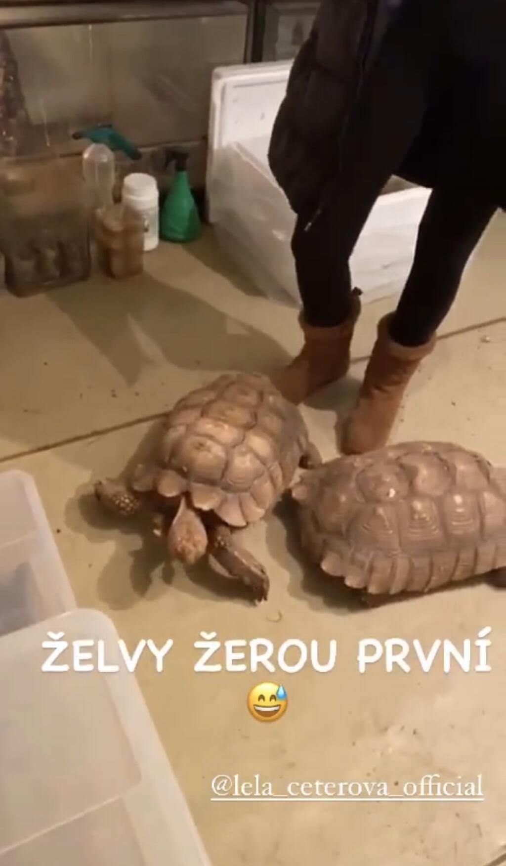 Lela si mohla vybrať z dvoch korytnačiek. Svoj nový prírastok nazvala Prcek.