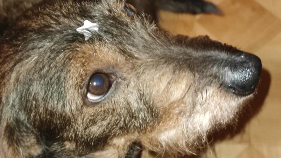 Evita